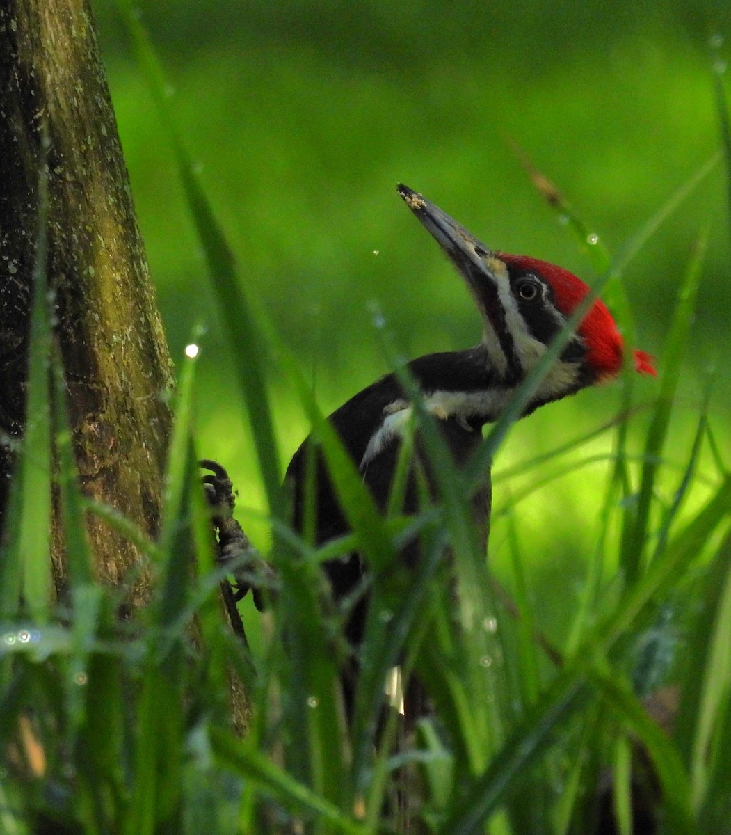 Pileated Woodpecker - Daniel Lane
