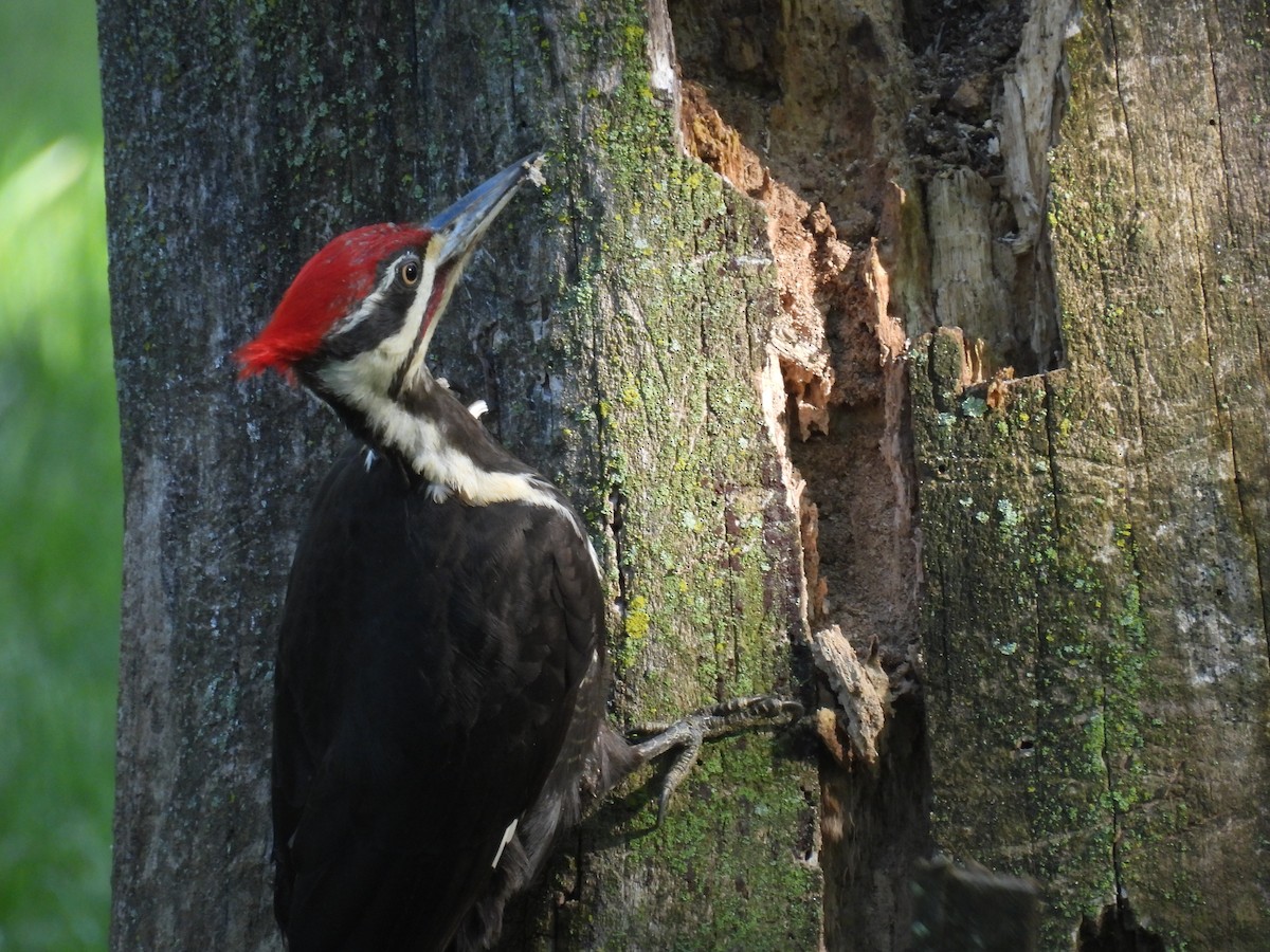 Pileated Woodpecker - Daniel Lane