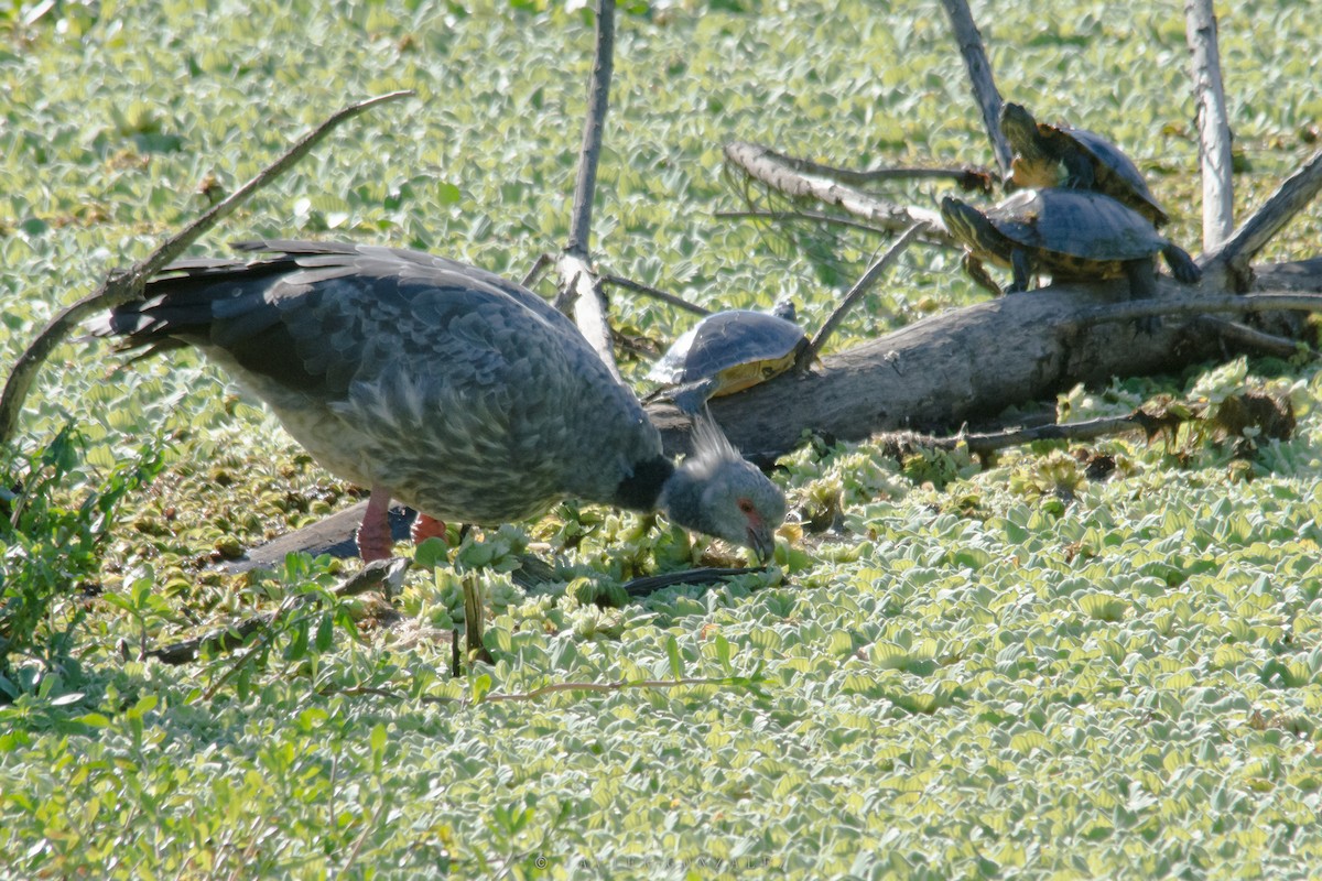 Southern Screamer - ML618298375