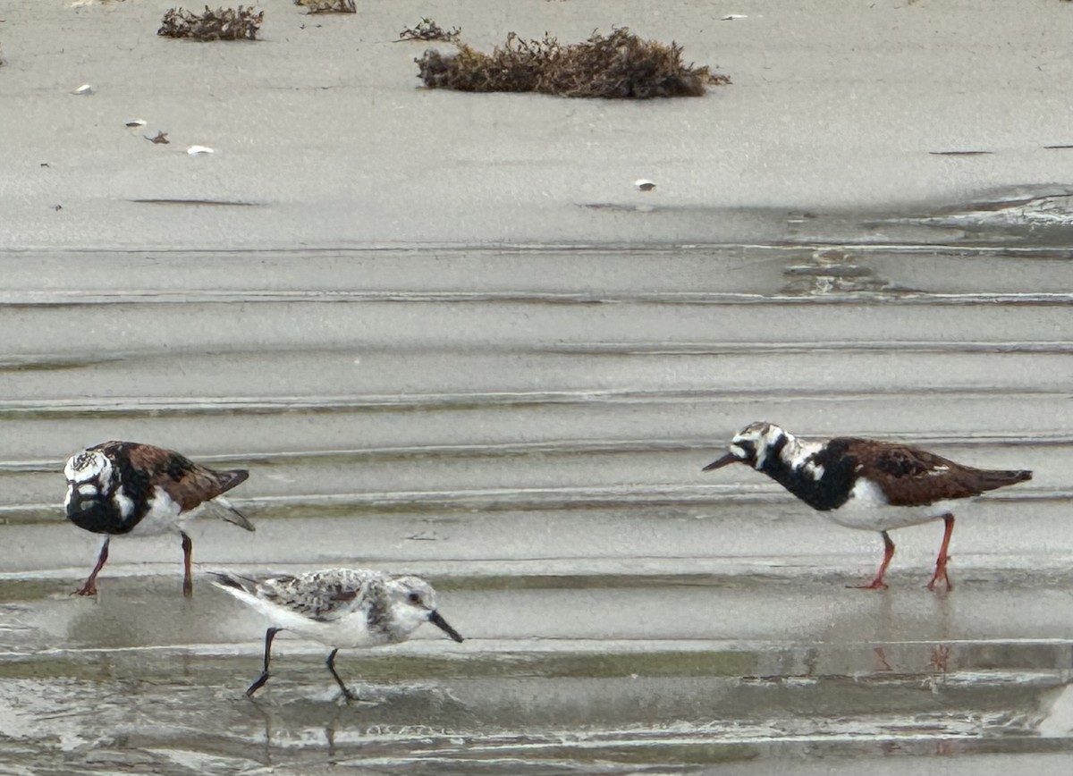 Ruddy Turnstone - Brenda Gonzales