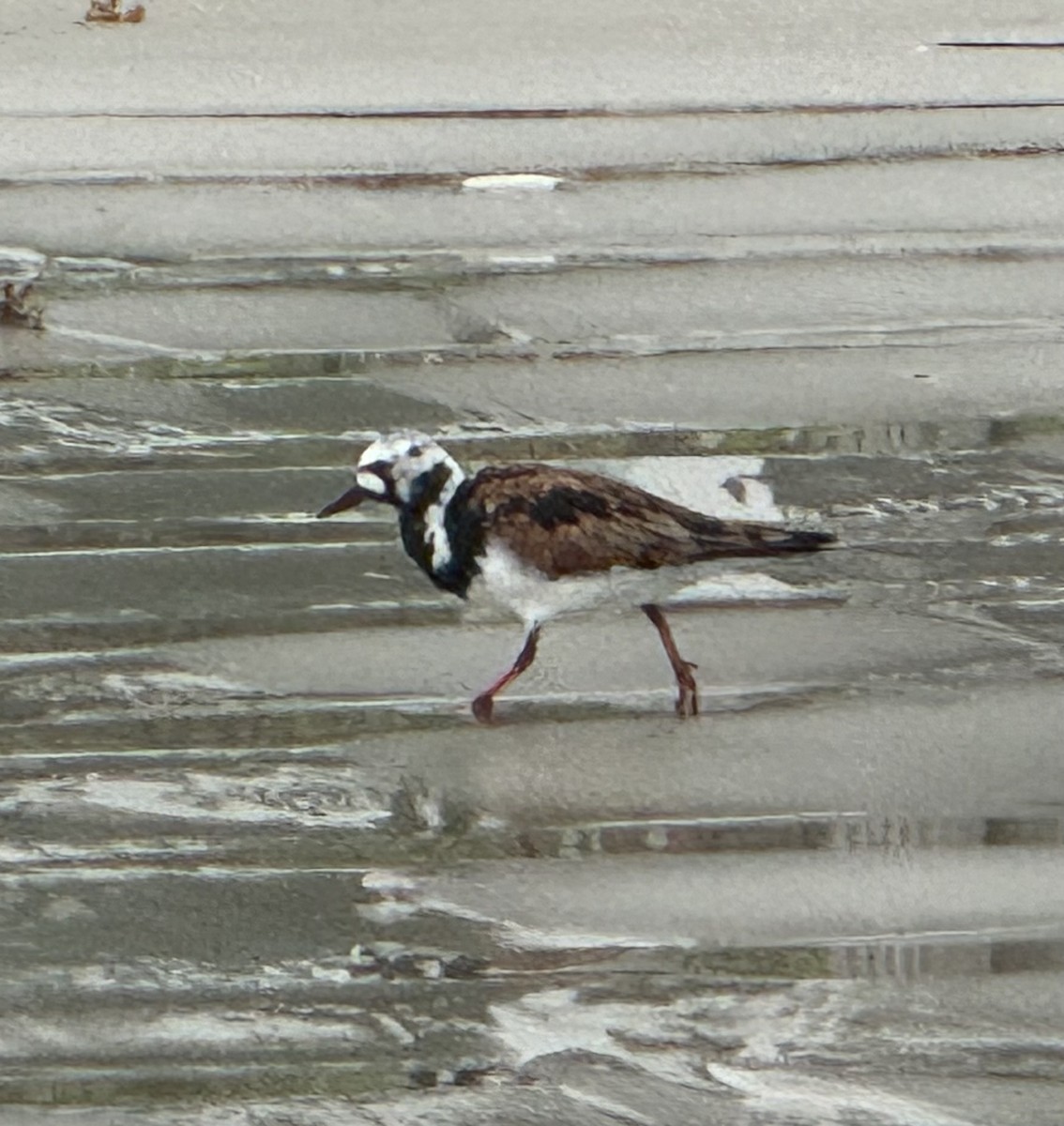 Ruddy Turnstone - Brenda Gonzales