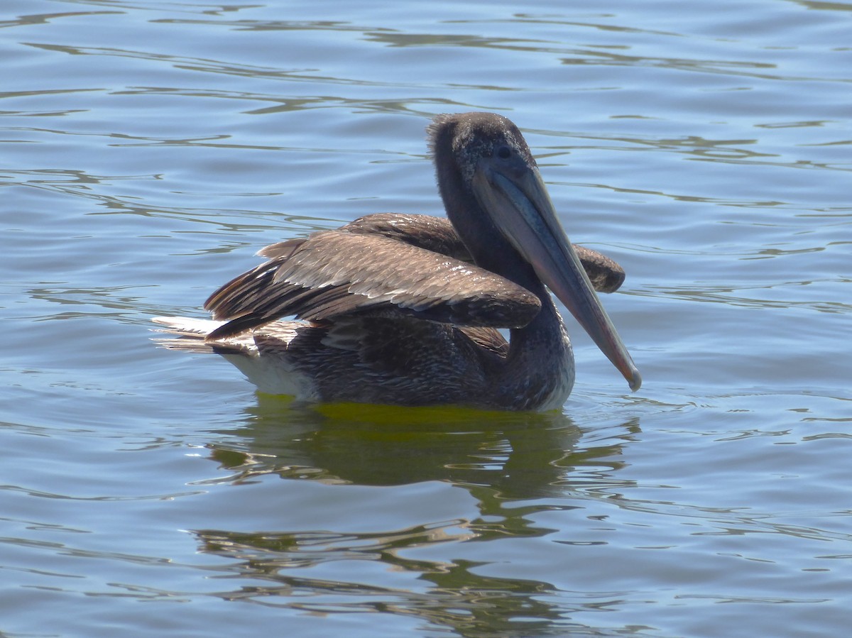 Brown Pelican - ML618298400