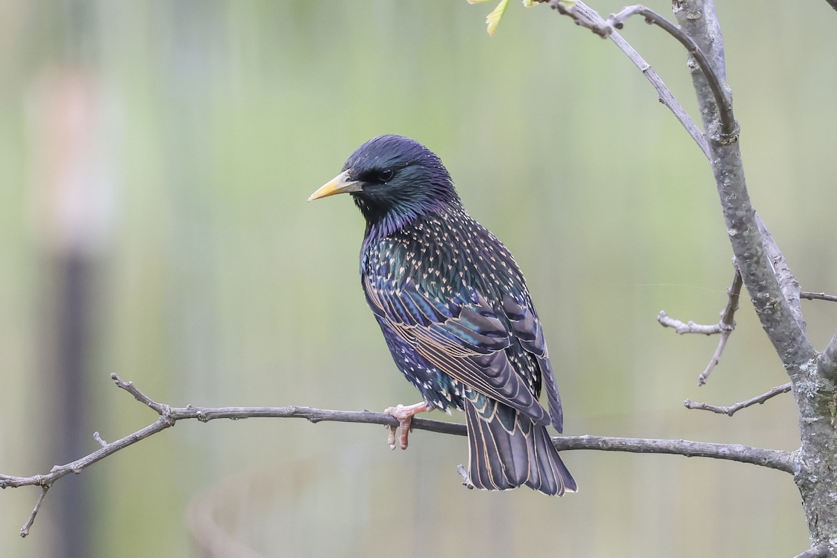 European Starling - Mary Thurmond