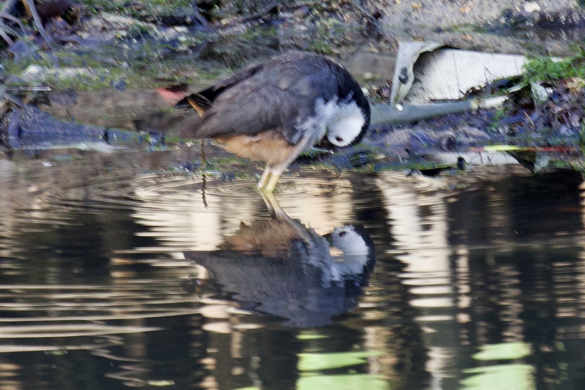 White-breasted Waterhen - ML618298403