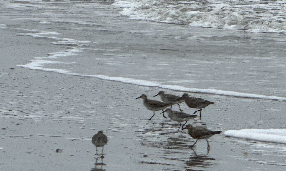 Red Knot - Brenda Gonzales