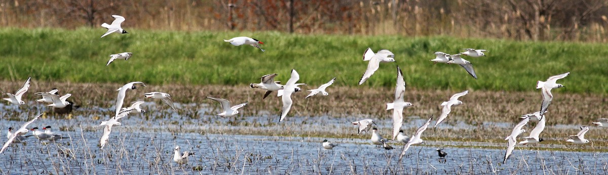 Bonaparte's Gull - ML61829841