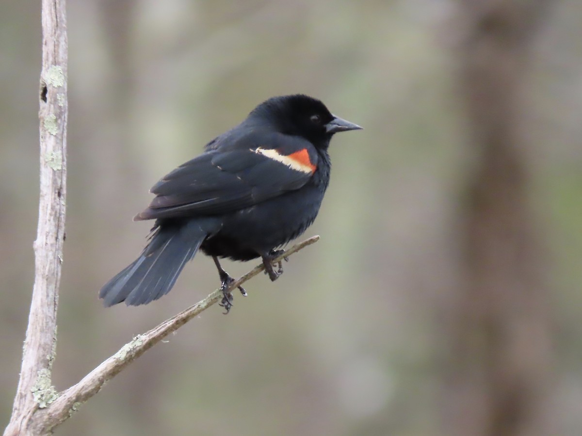 Red-winged Blackbird - Marjorie Watson