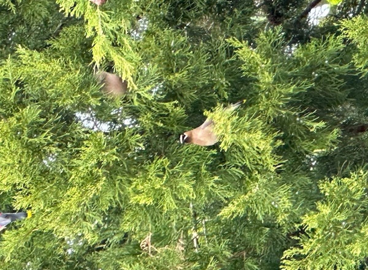 Cedar Waxwing - Allie Chastain