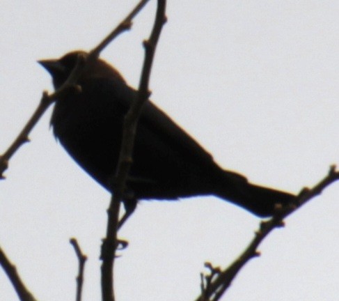 Brown-headed Cowbird - Samuel Harris