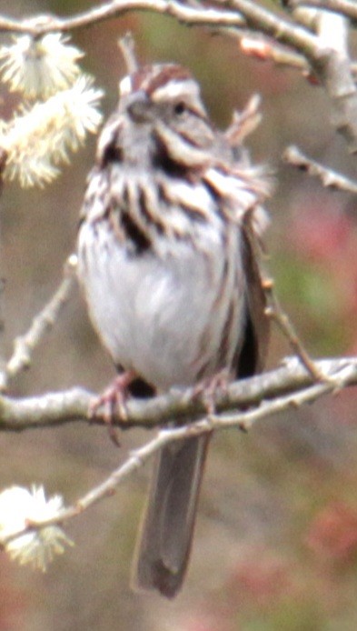 Song Sparrow (melodia/atlantica) - ML618298448