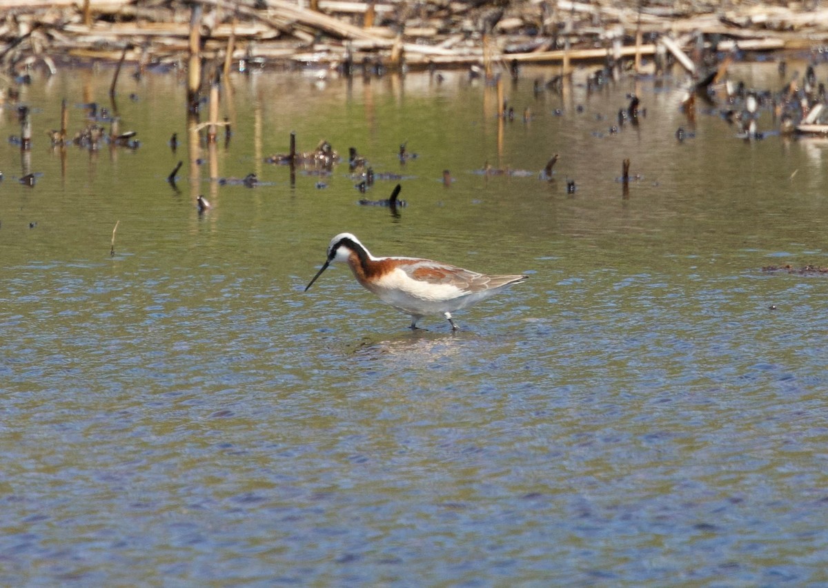 Wilson's Phalarope - Benjamin Zerante