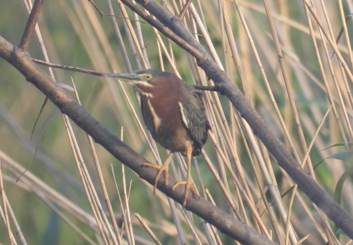 Green Heron - Michele Giroir