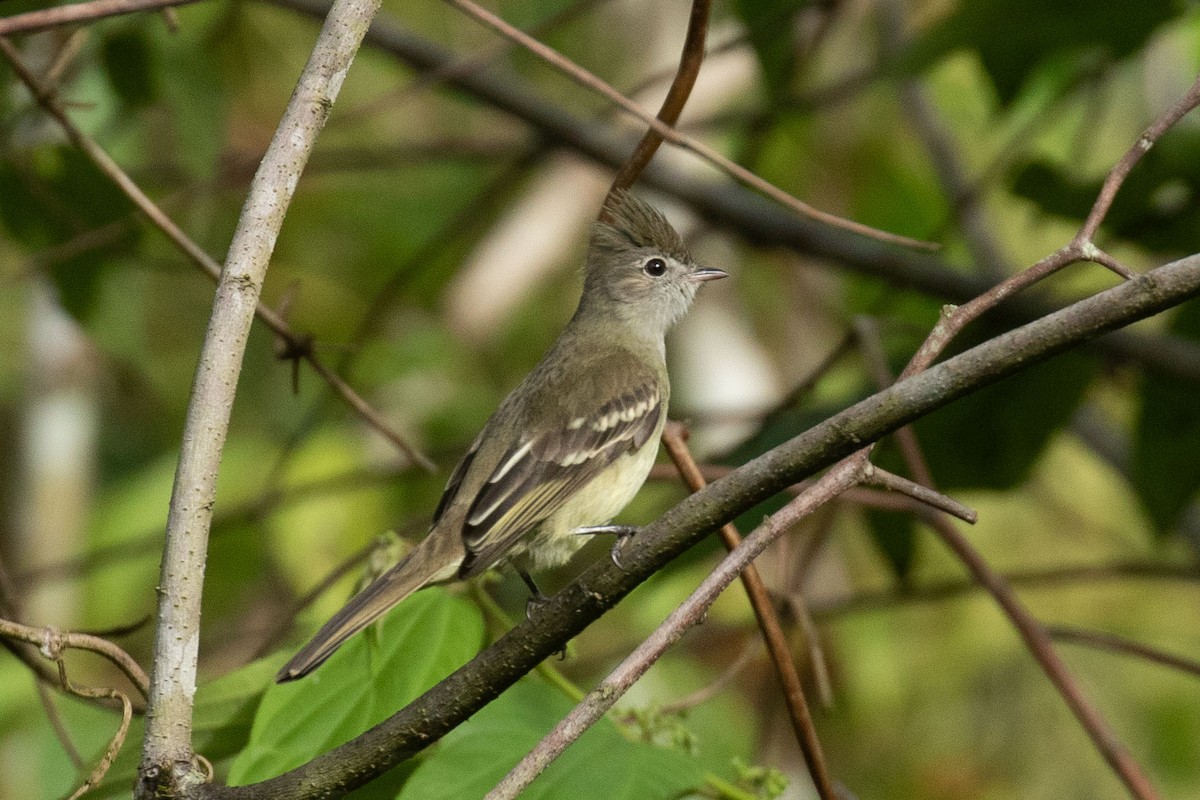 Yellow-bellied Elaenia - Celesta von Chamier