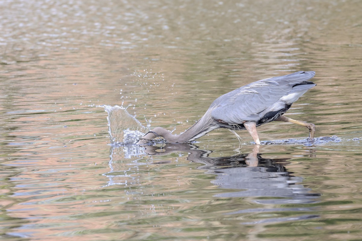 Great Blue Heron - ML618298472