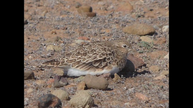 Least Seedsnipe - ML618298495