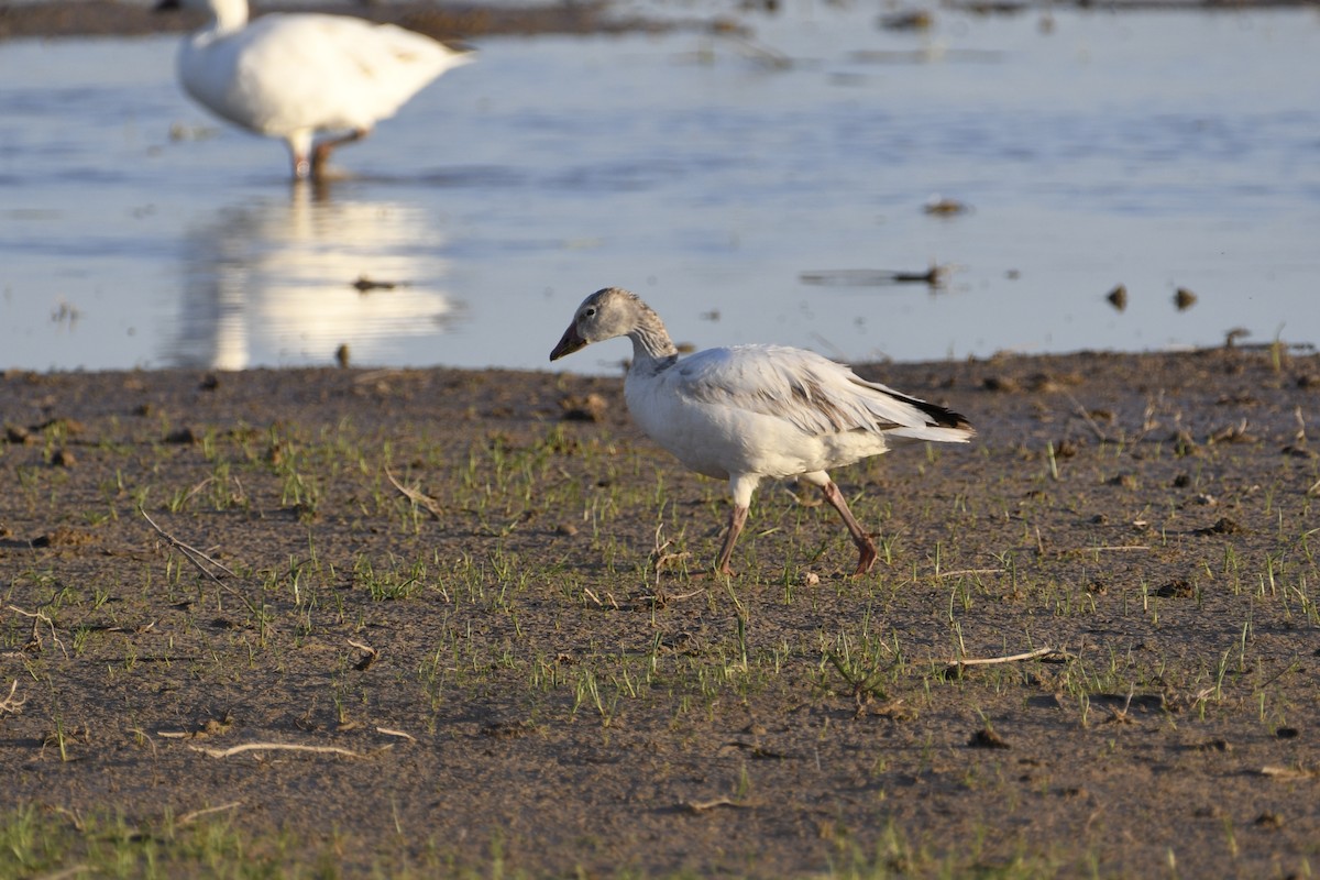 Snow Goose - Peter Robertshaw