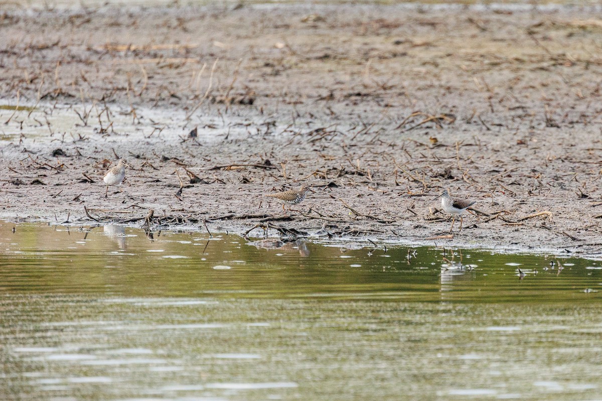 Spotted Sandpiper - Leena M