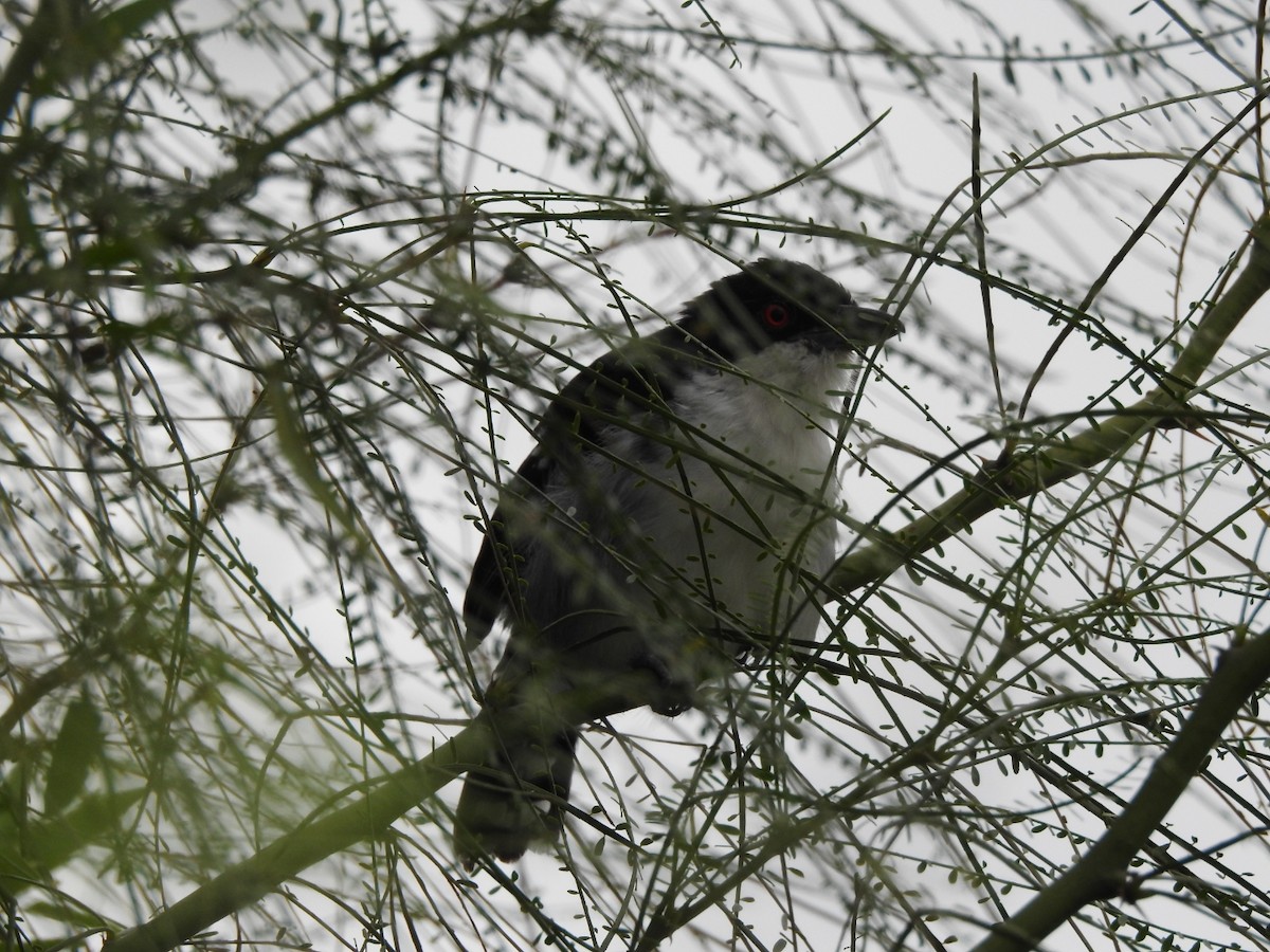 Great Antshrike - Carlos Galvan