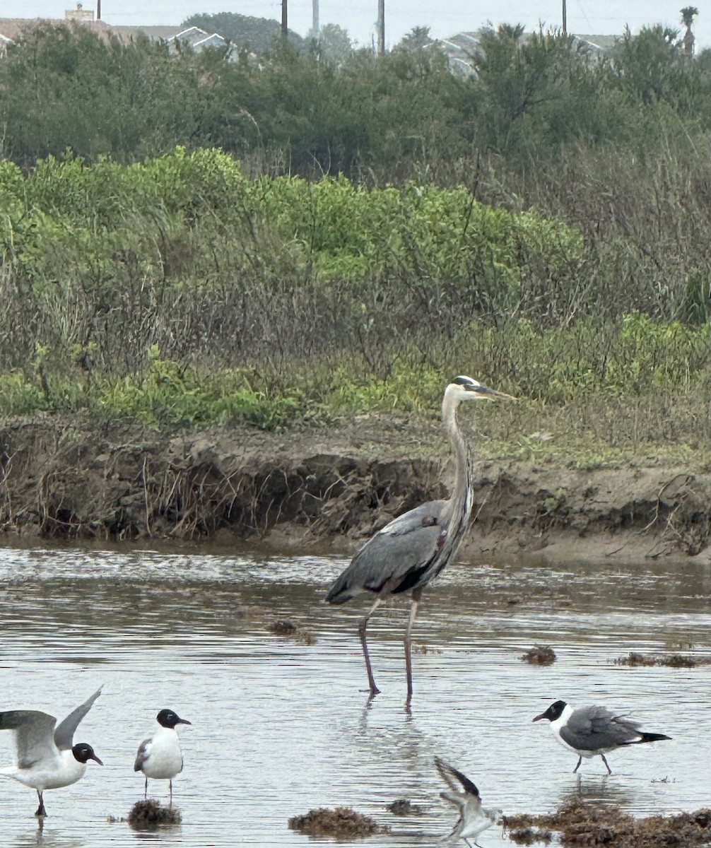 Great Blue Heron - Brenda Gonzales