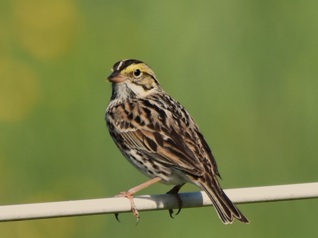 Savannah Sparrow - Stan Kozakowski