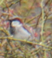 House Sparrow - Samuel Harris