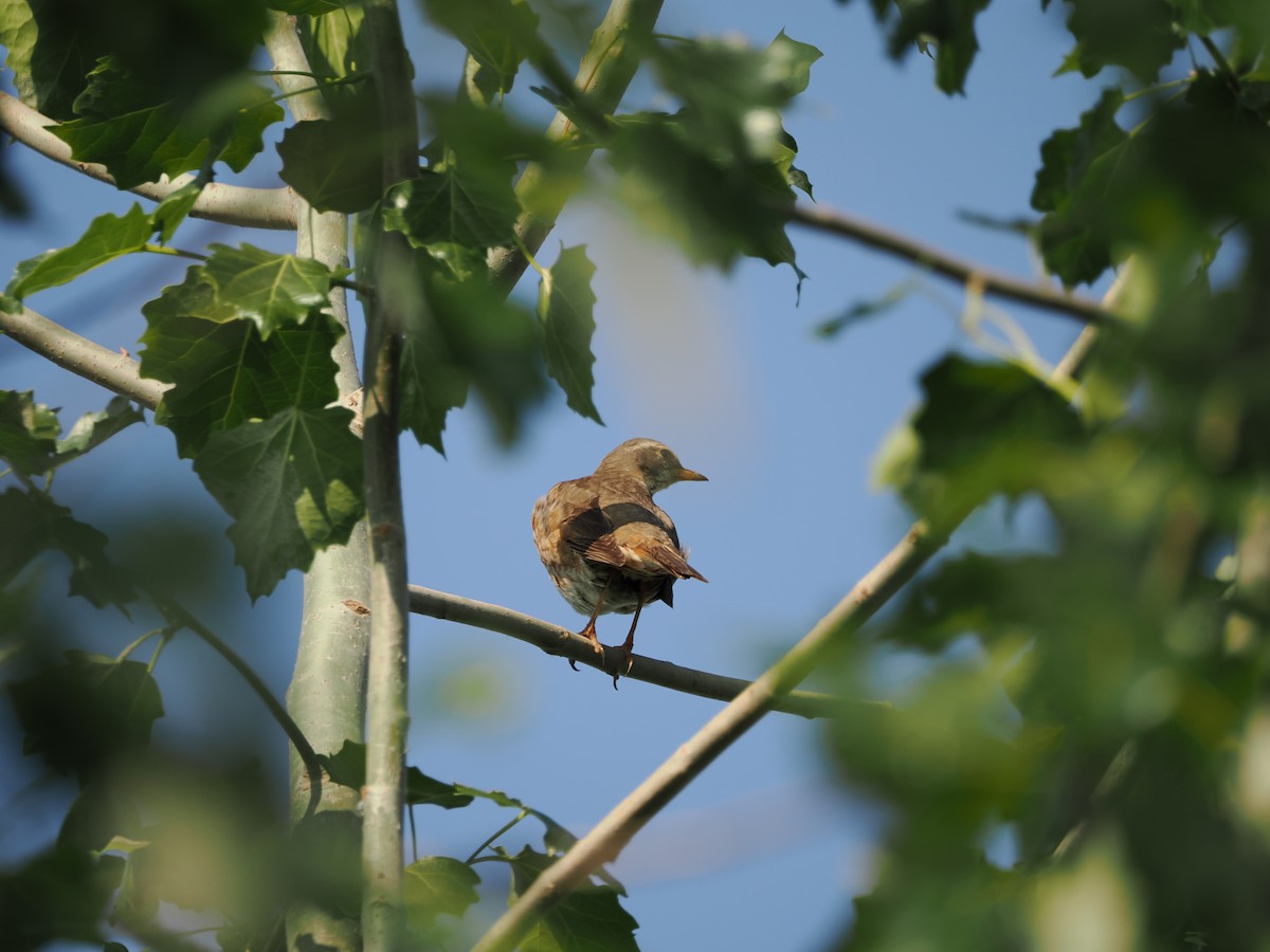 Naumann's Thrush - ML618298576