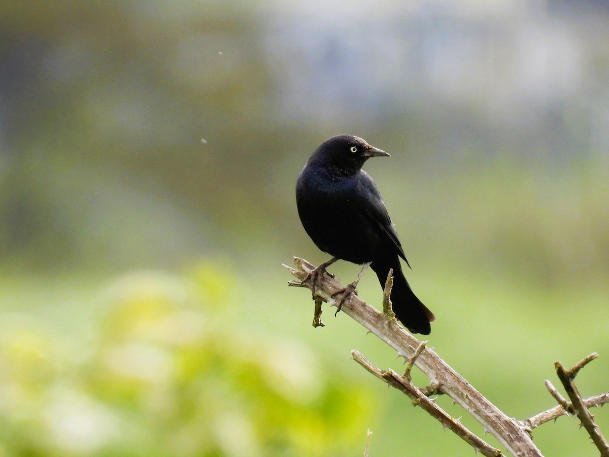 Brewer's Blackbird - Tina Toth