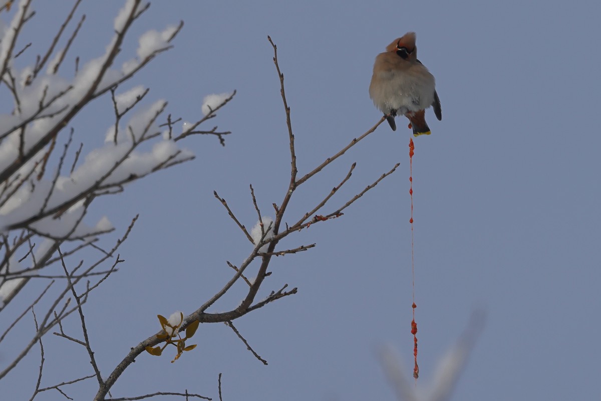 Bohemian Waxwing - Fabio Olmos