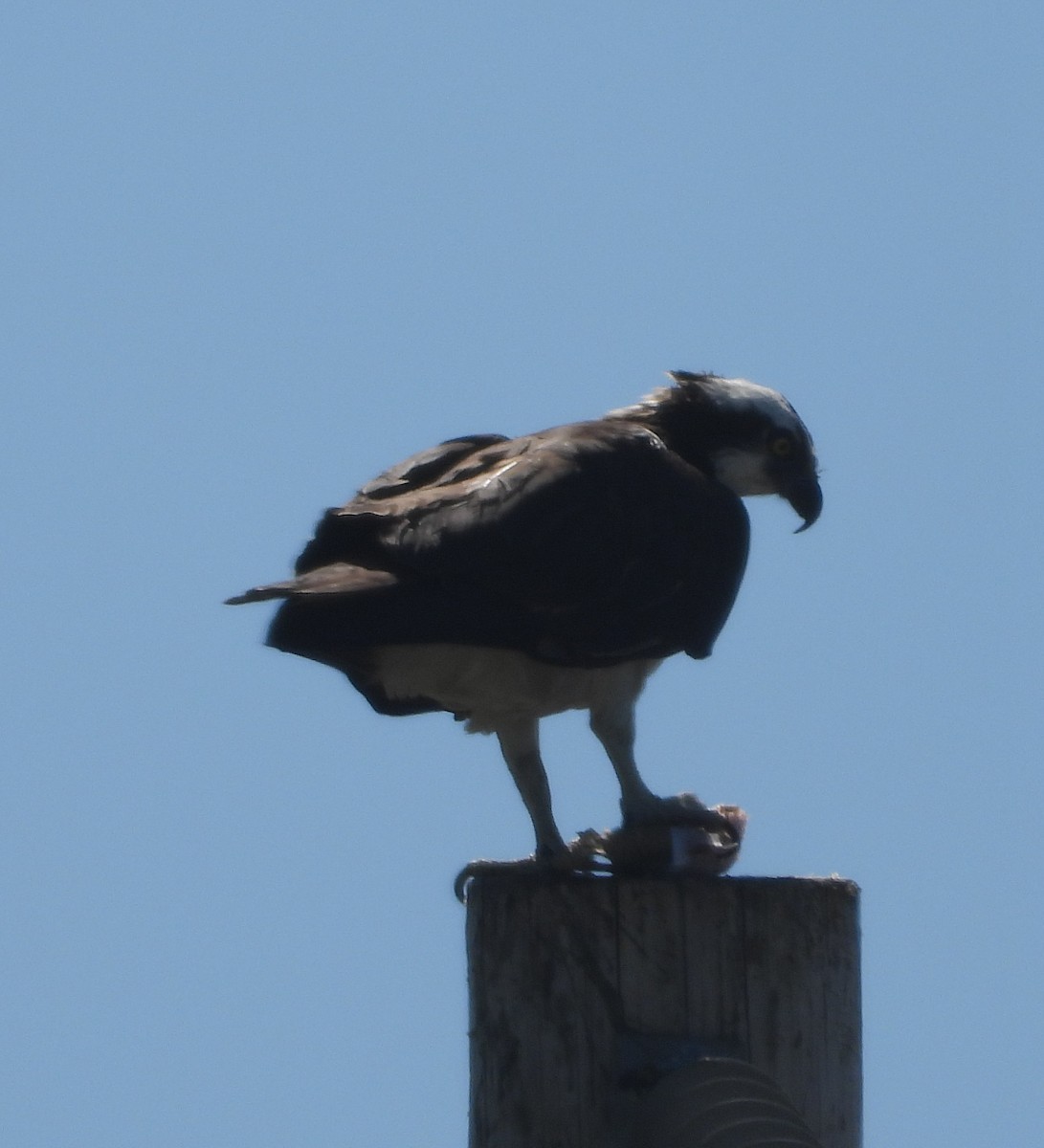 Águila Pescadora - ML618298637