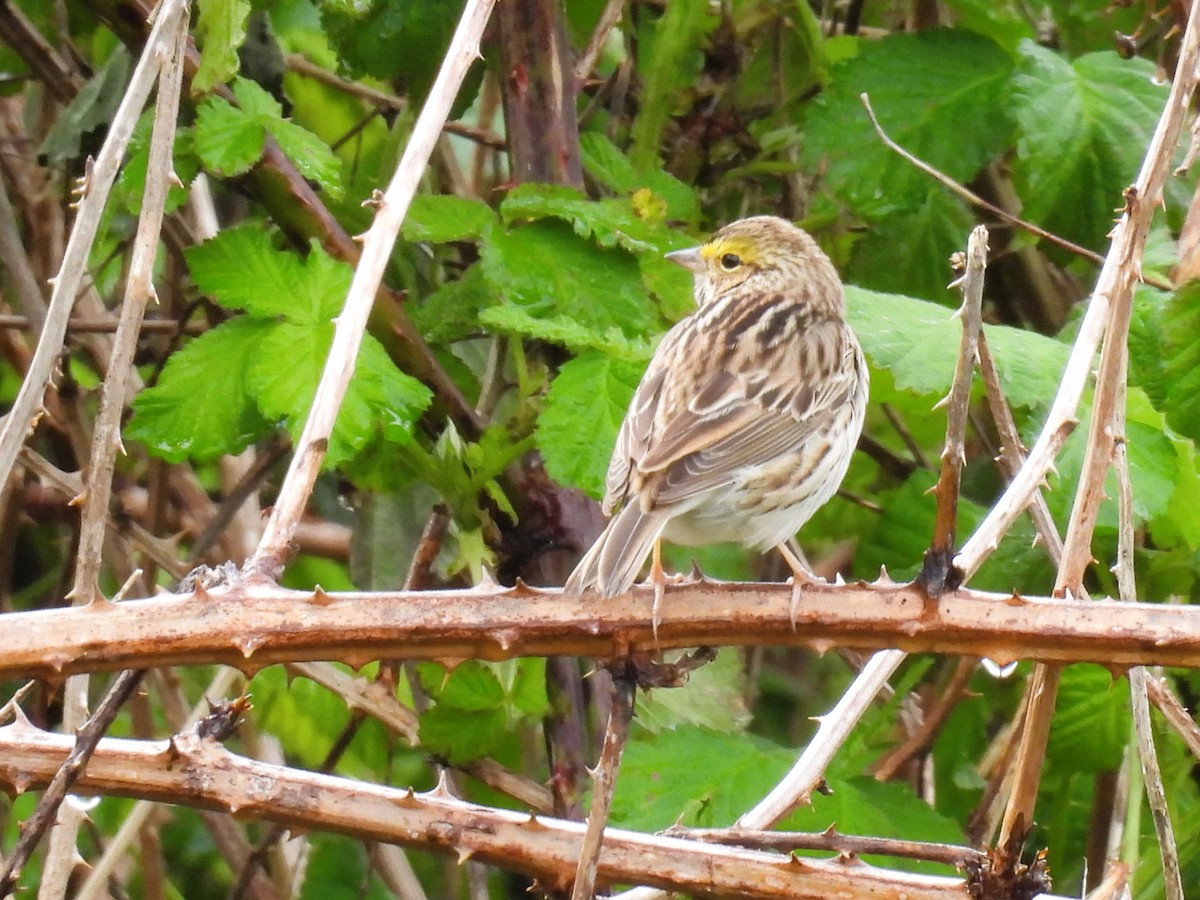 Savannah Sparrow - Tina Toth