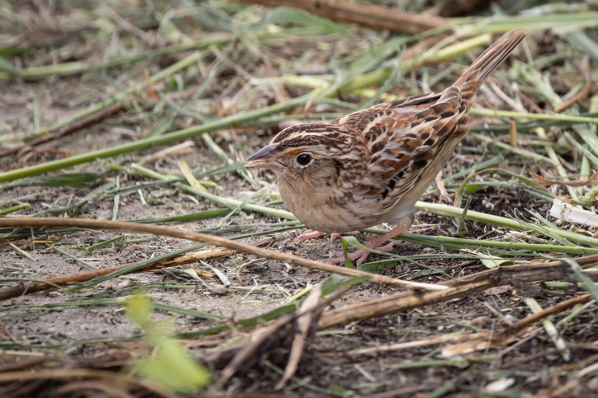 Grasshopper Sparrow - ML618298668