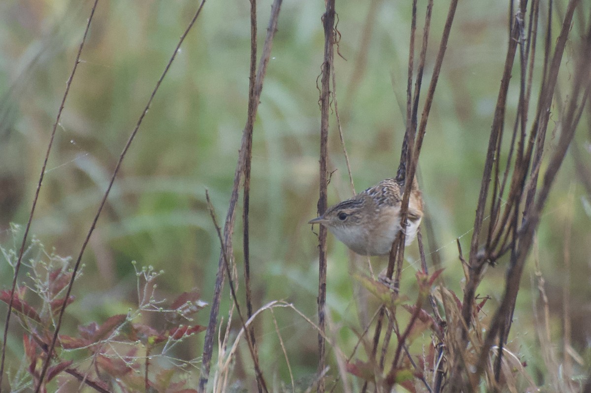 Sedge Wren - Graham Norman