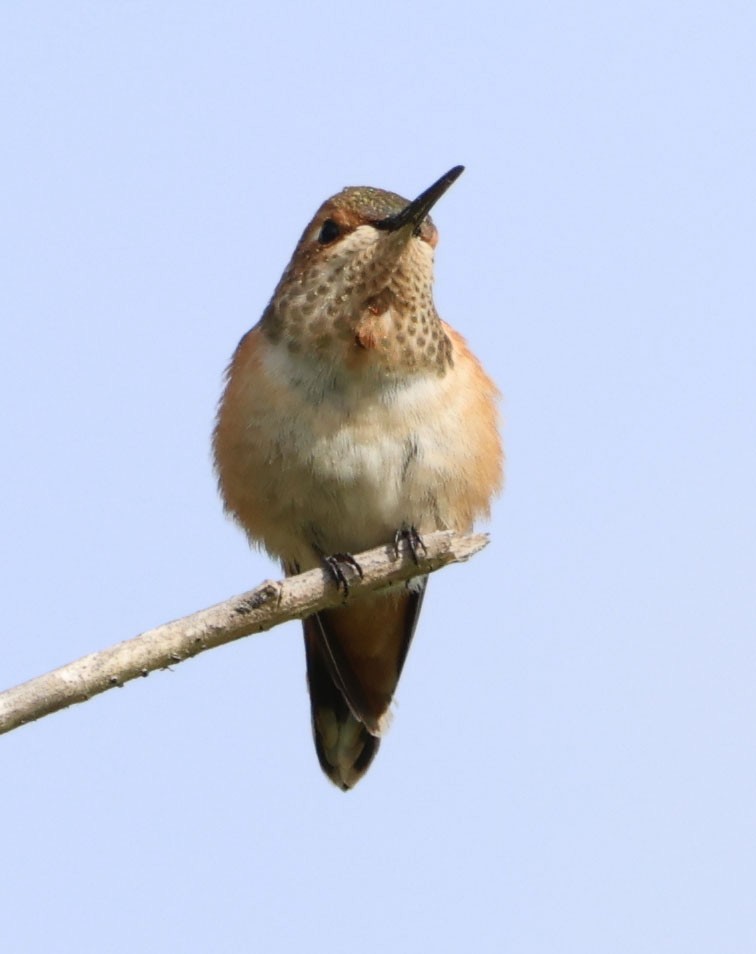 Allen's Hummingbird - Diane Etchison