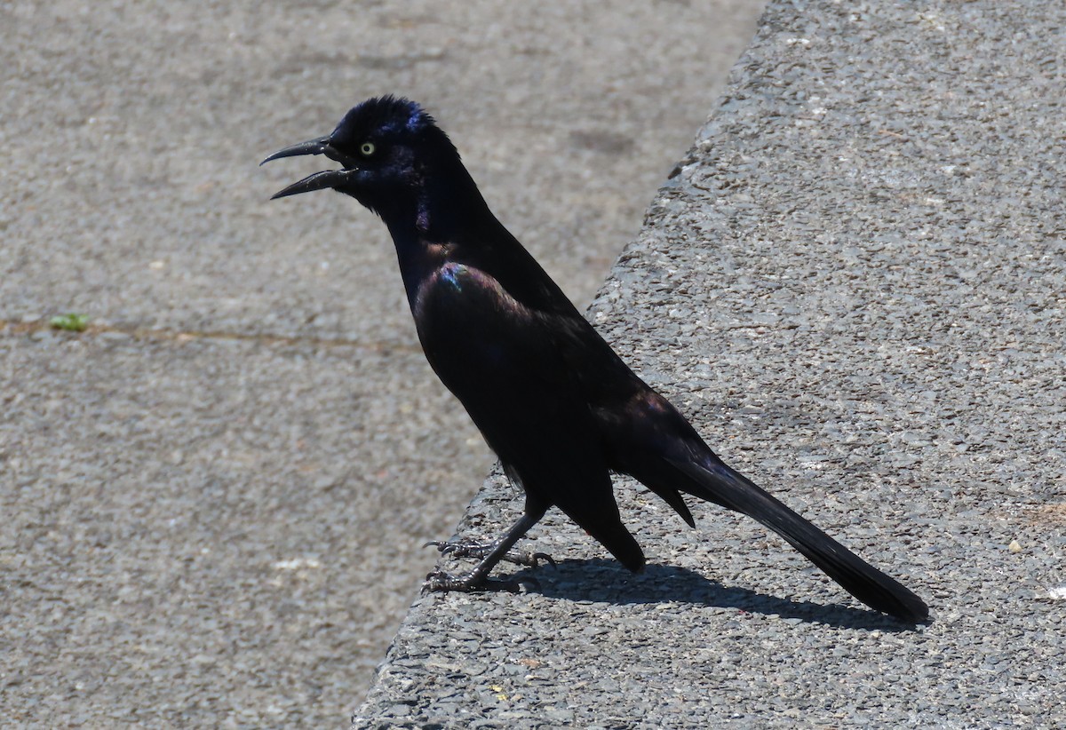 Common Grackle - Anne Mytych