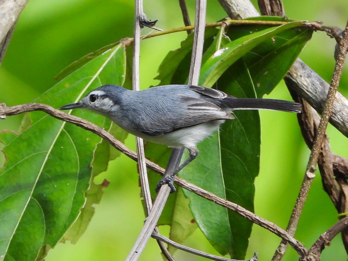 White-browed Gnatcatcher - Mary Leigh