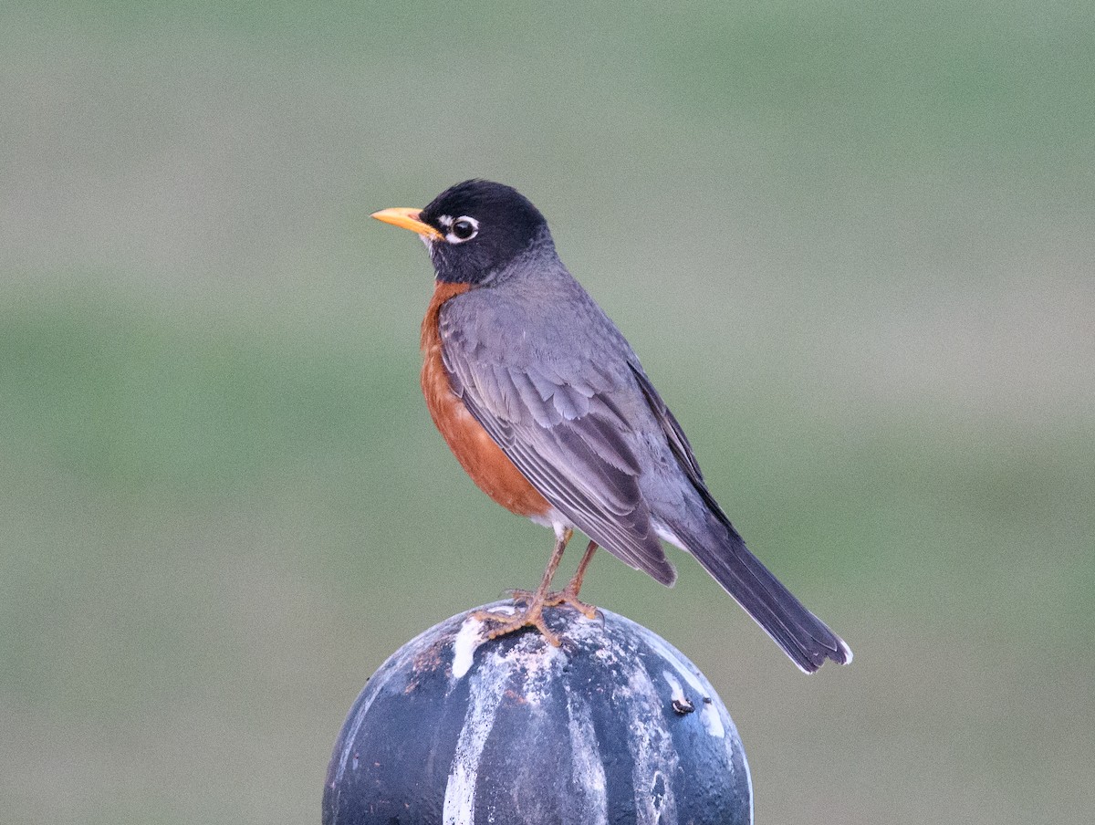 American Robin - ML618298785