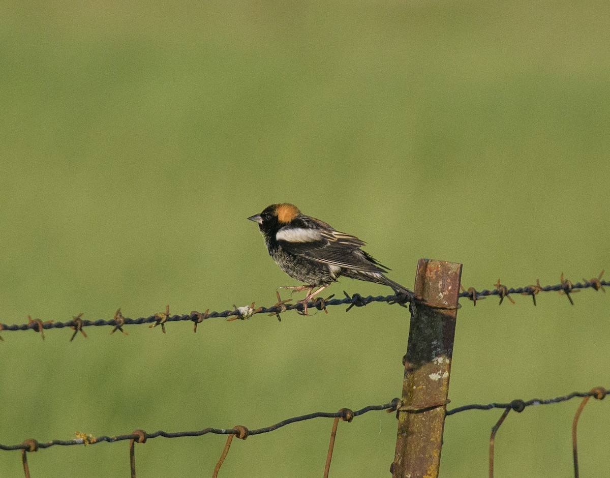 bobolink americký - ML618298793