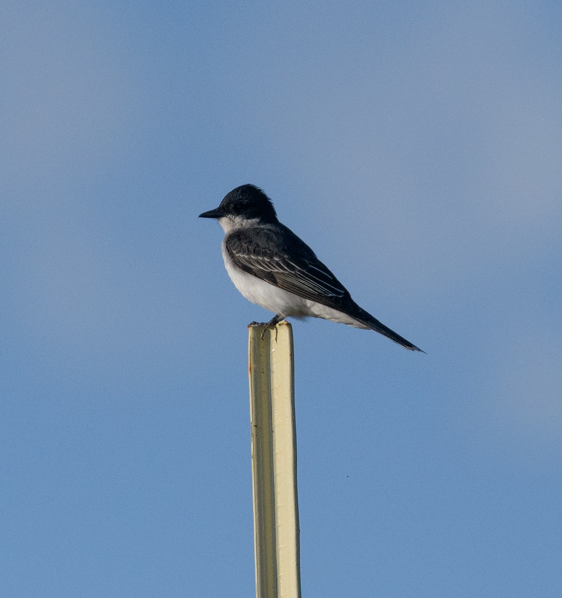 Eastern Kingbird - ML618298803