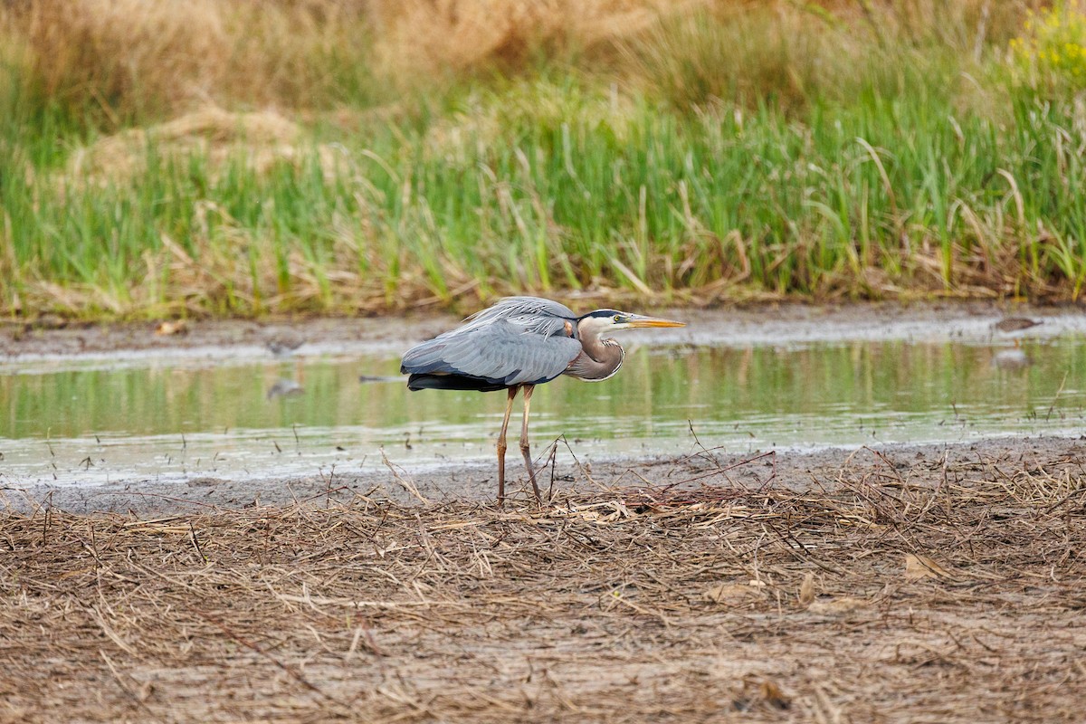 Great Blue Heron - Leena M