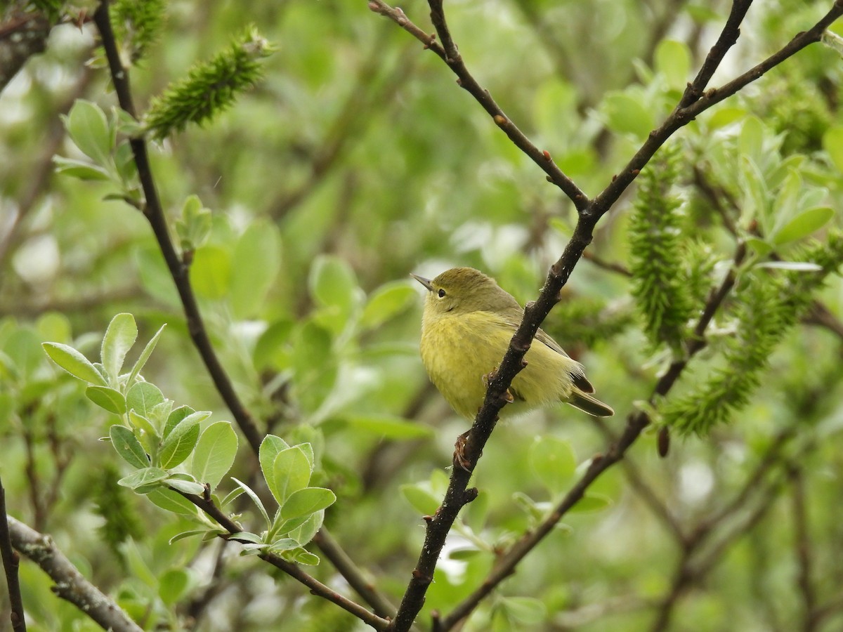 Orange-crowned Warbler - Tina Toth