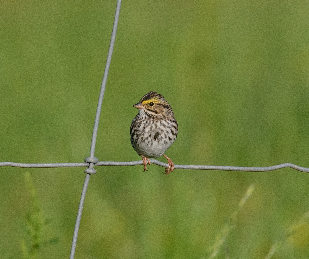 Savannah Sparrow - Jim Arnett