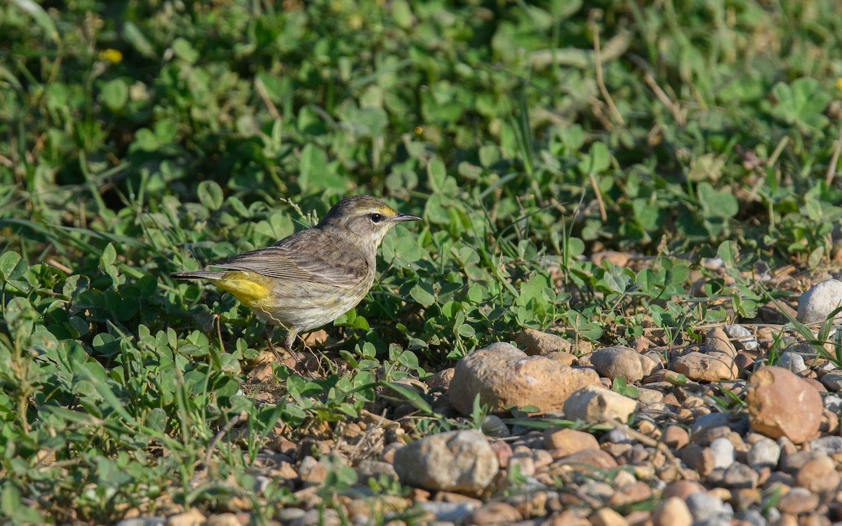 Palm Warbler - Jim Arnett