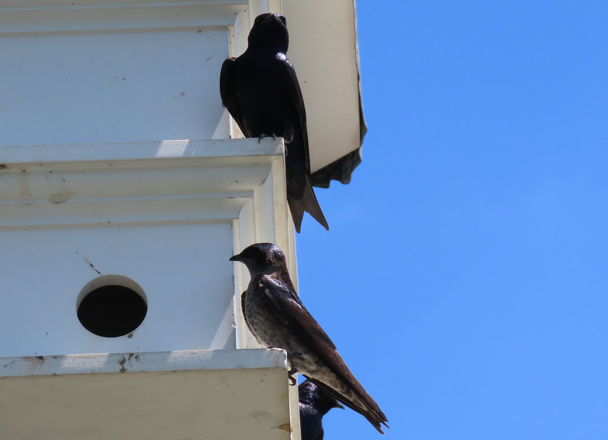 Purple Martin - Anne Mytych