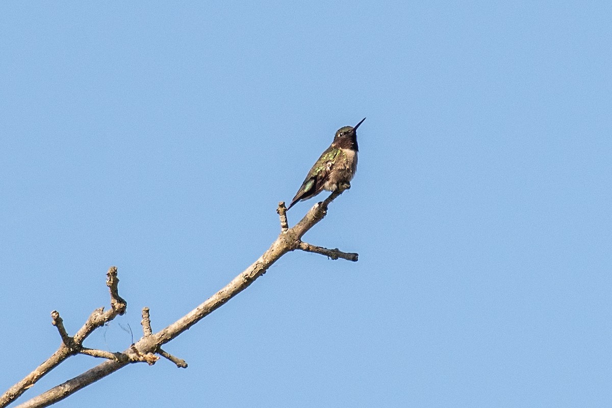 Ruby-throated Hummingbird - Donna Wadsley