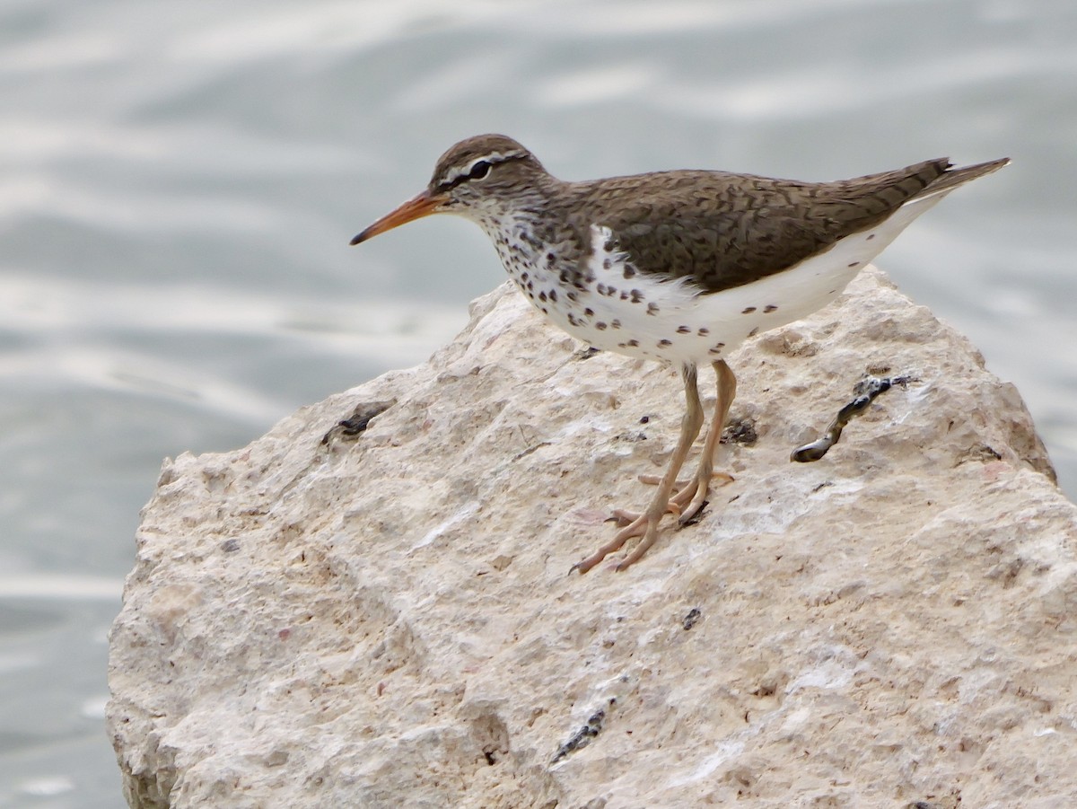 Spotted Sandpiper - Jeff Osborne