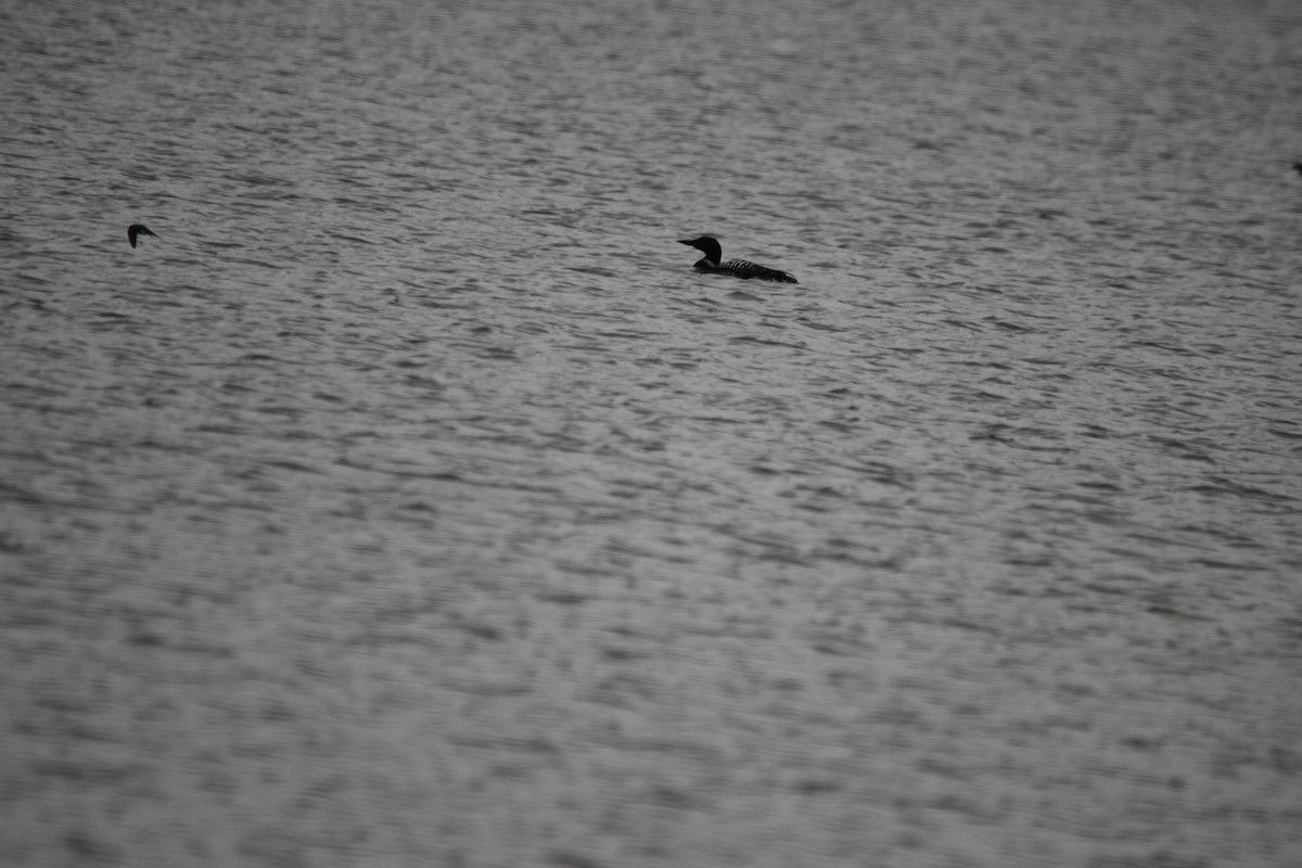 Common Loon - James Hamilton