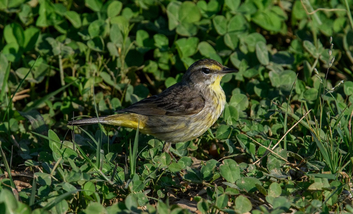 Palm Warbler - Jim Arnett