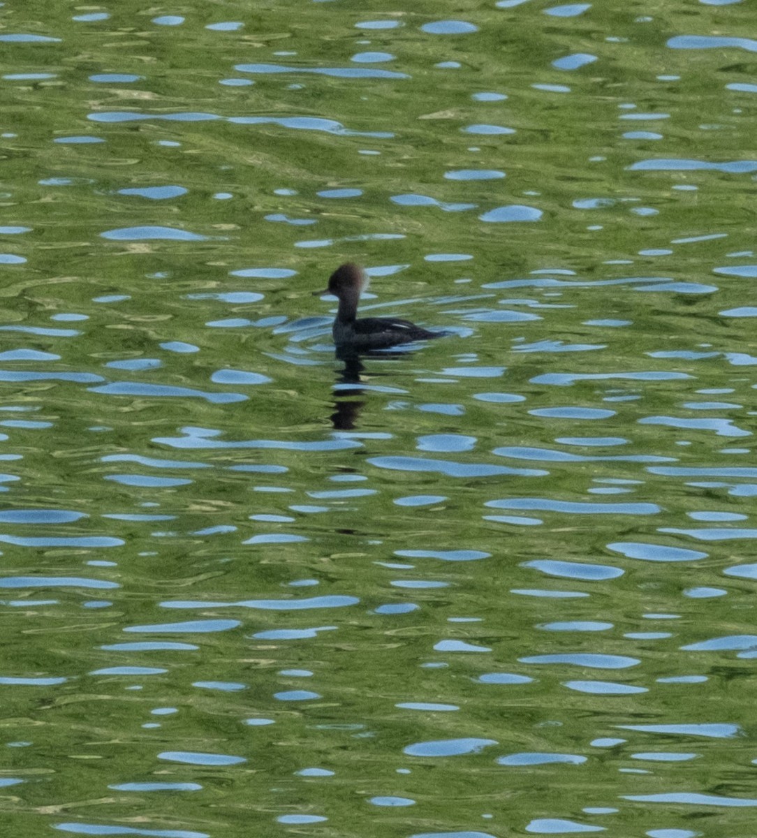 Hooded Merganser - Anne Tucker