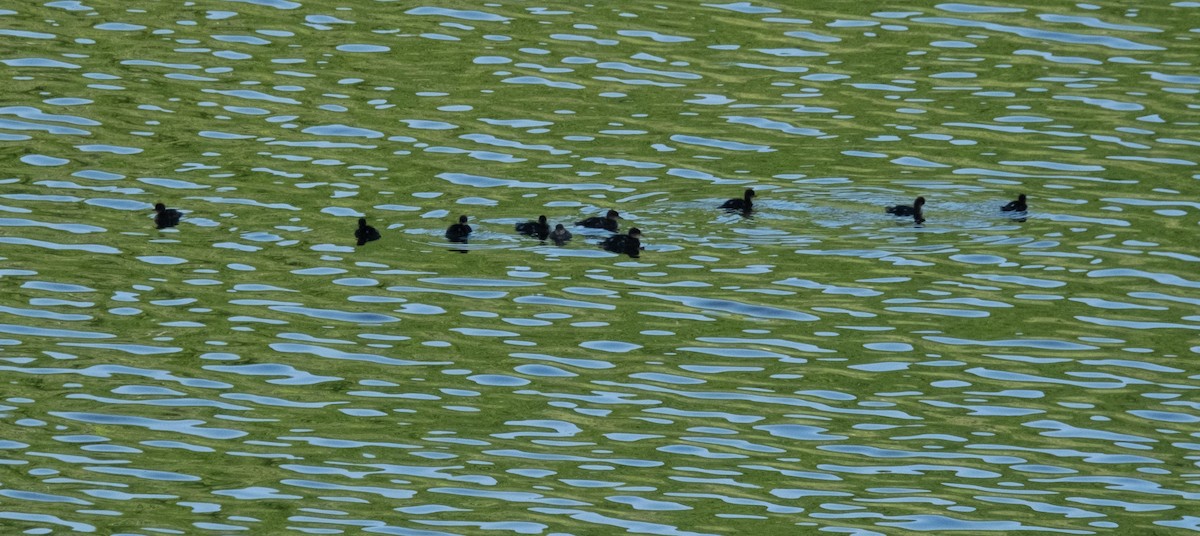 Hooded Merganser - ML618298833