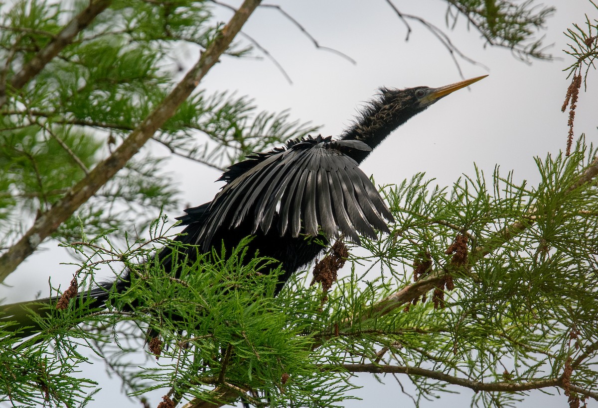 Anhinga d'Amérique - ML618298854